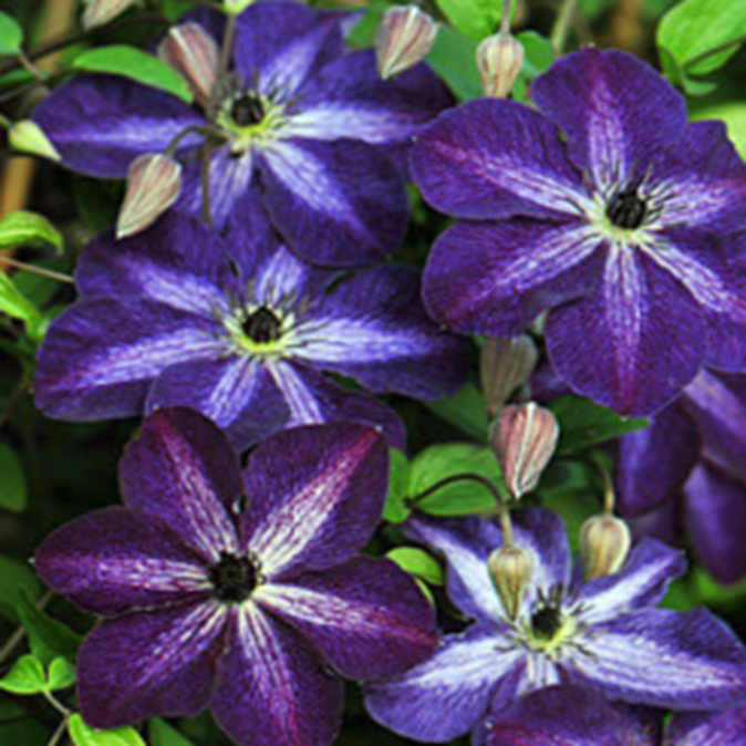 Клематис фиолетовый Найт Вейл